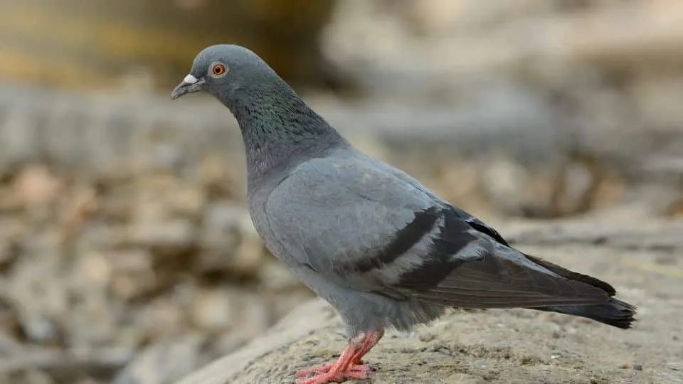 התקנת רשת נגד יונים